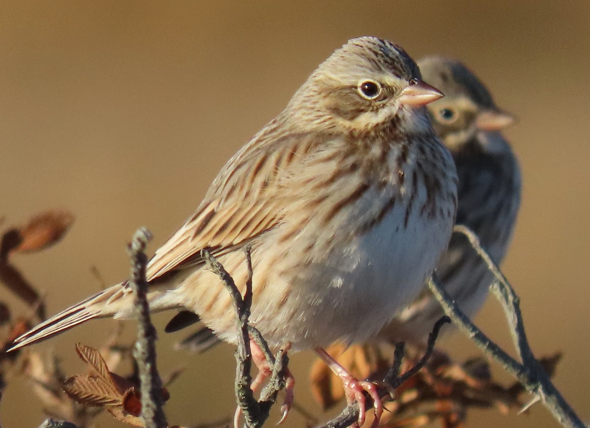 Savannah Sparrow (Ipswich) - ML611754896