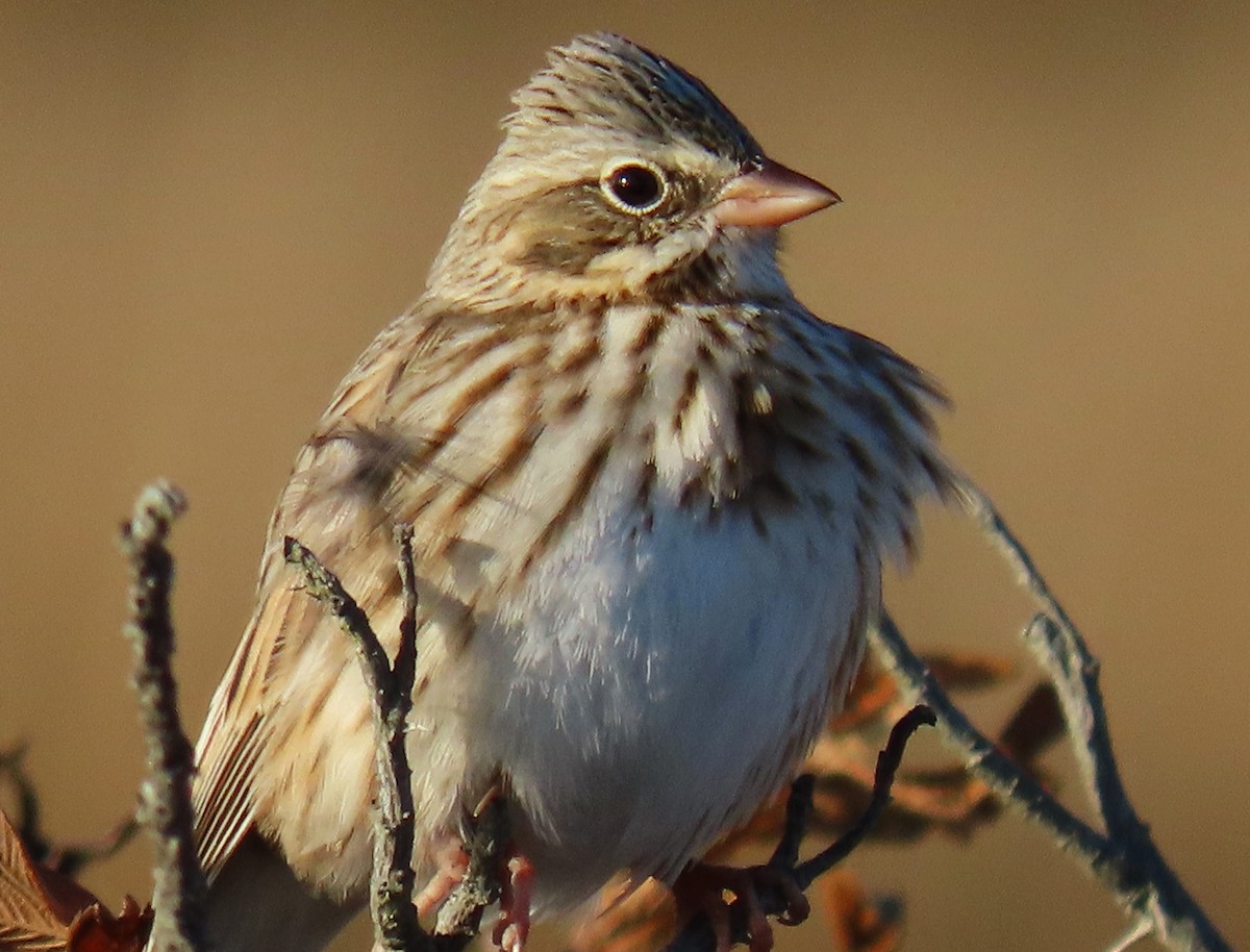Savannah Sparrow (Ipswich) - Jim Sweeney