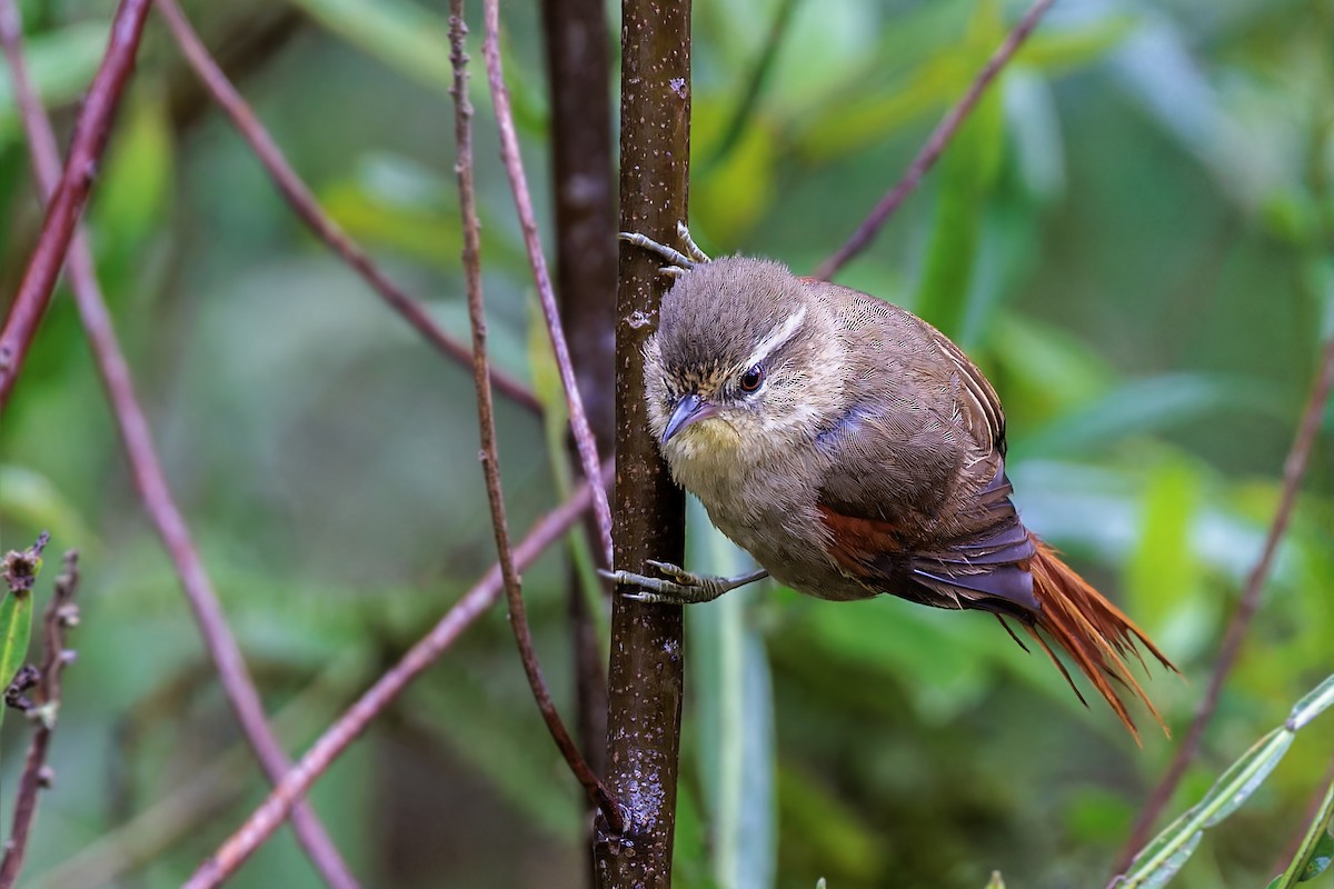 Olive Spinetail - ML611755024