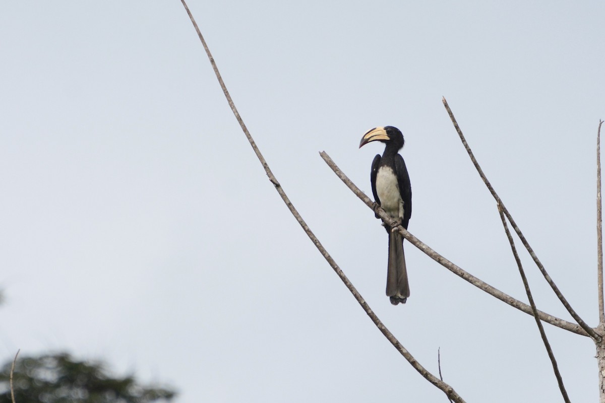 Congo Pied Hornbill - Colin Jensen
