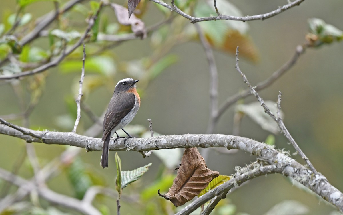 Rufous-breasted Chat-Tyrant - ML611755592