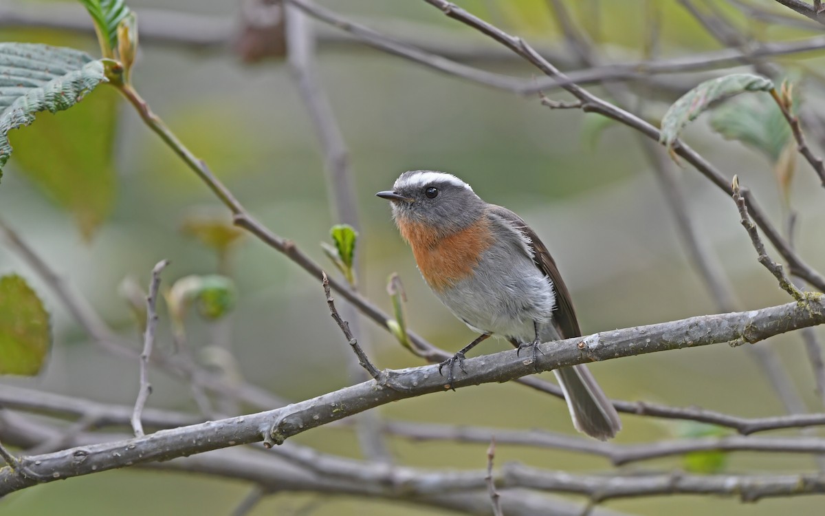 Rufous-breasted Chat-Tyrant - ML611755593