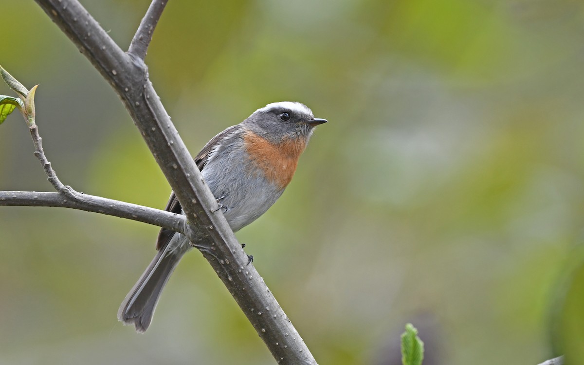 Rufous-breasted Chat-Tyrant - ML611755594