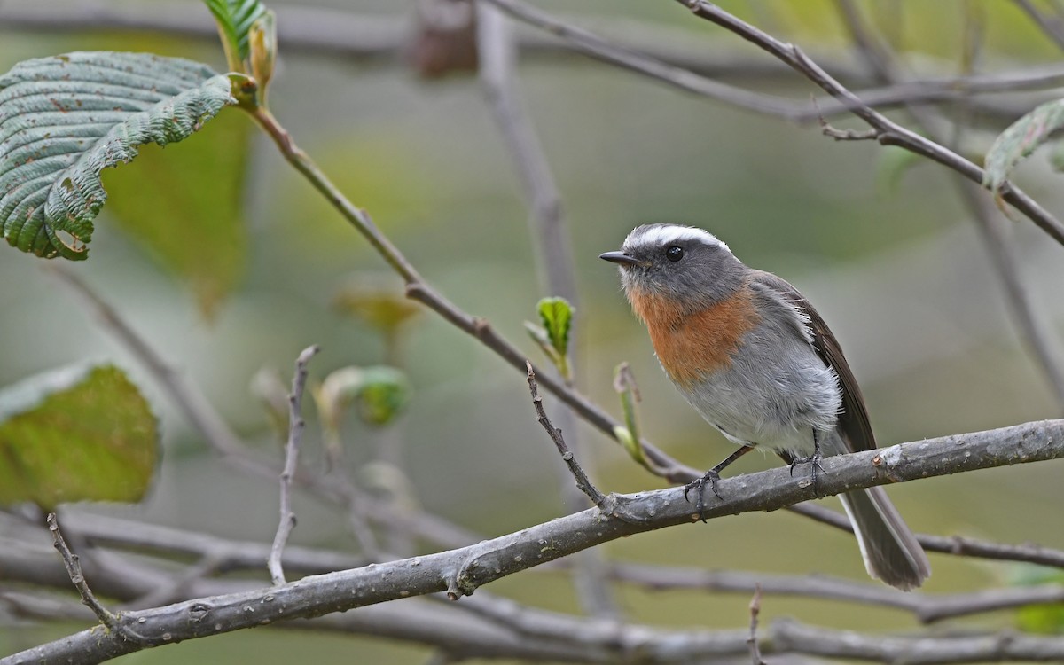 Rufous-breasted Chat-Tyrant - ML611755595