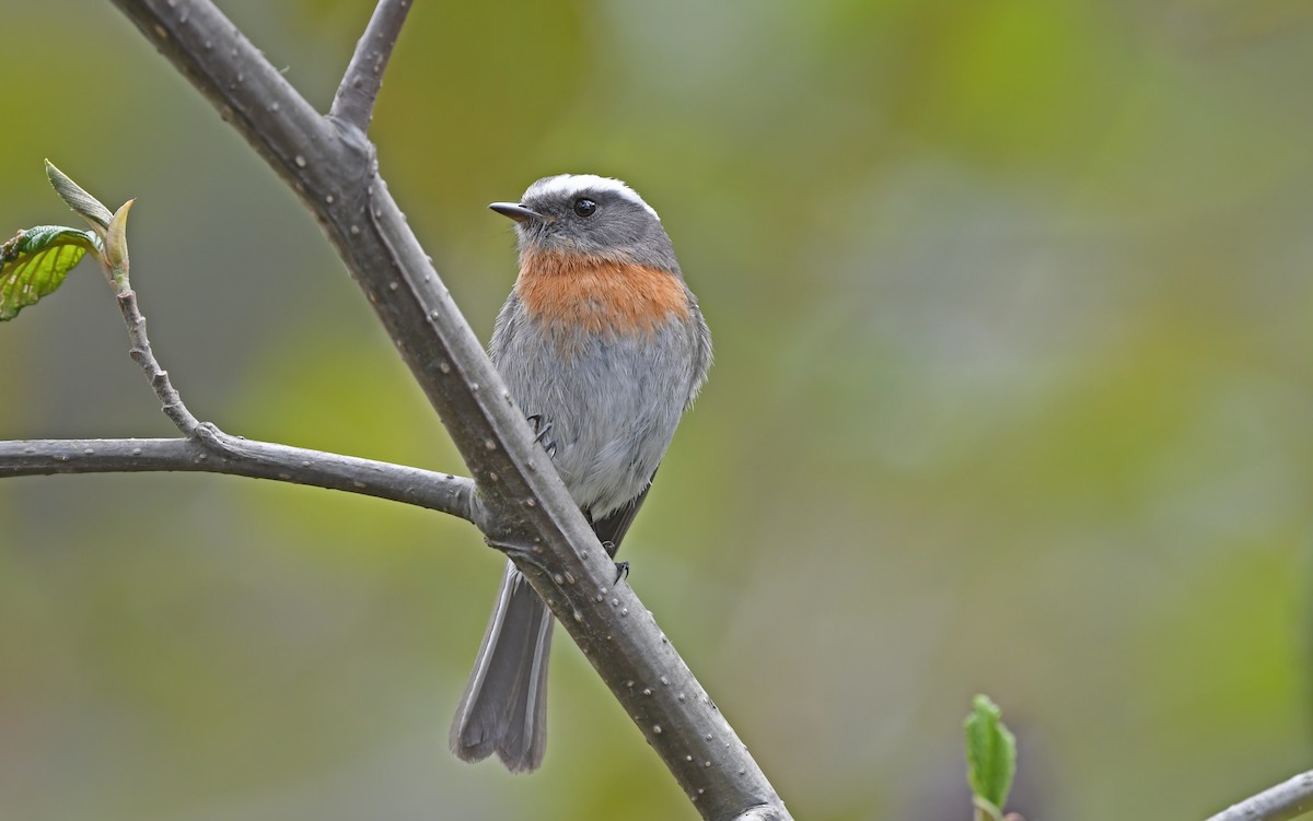 Rufous-breasted Chat-Tyrant - Christoph Moning