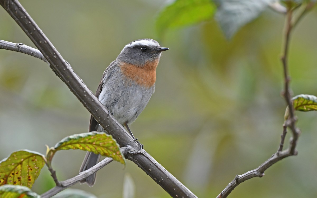 Rufous-breasted Chat-Tyrant - ML611755597