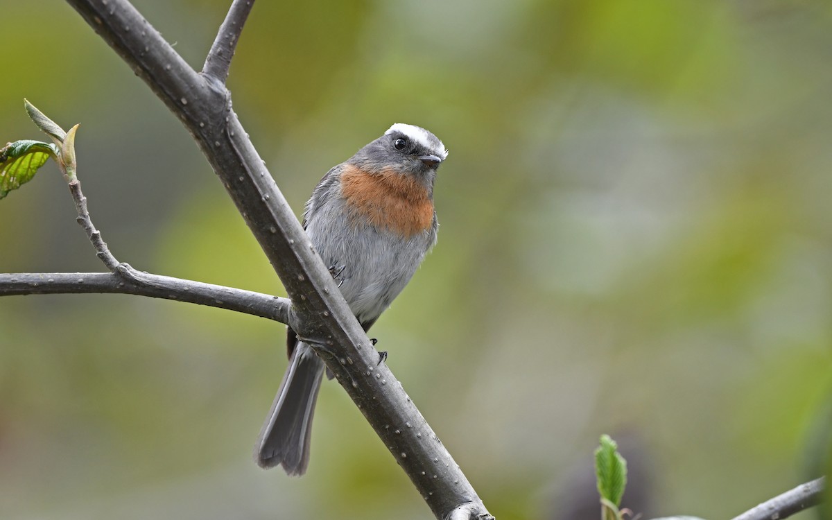 Rufous-breasted Chat-Tyrant - ML611755598