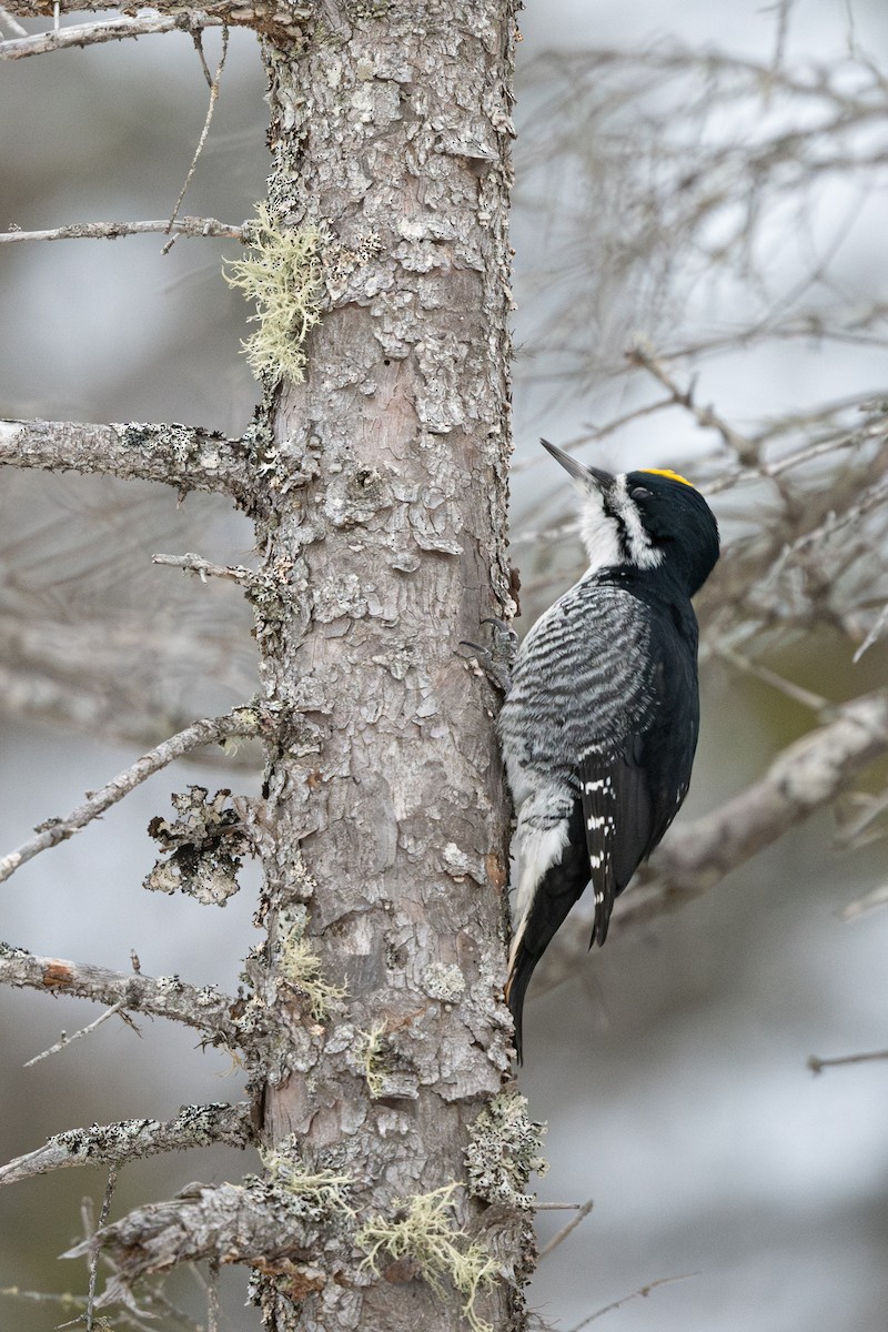 Black-backed Woodpecker - ML611755635