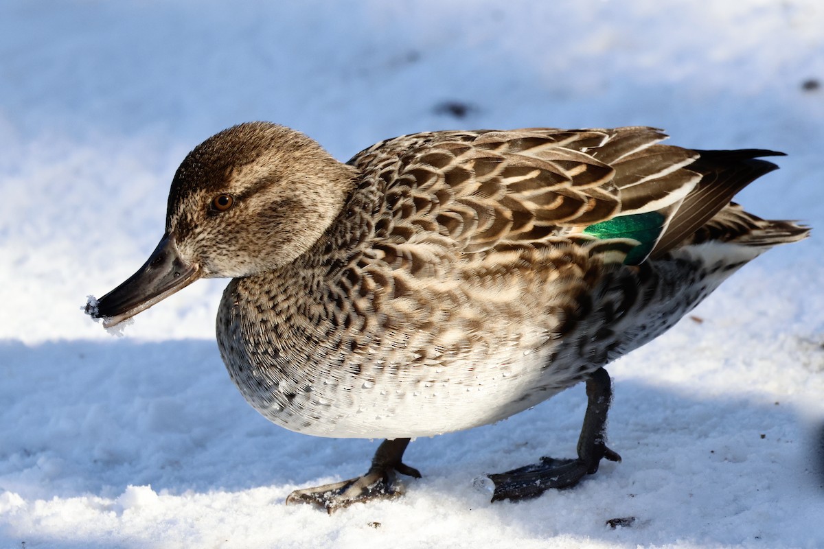 Green-winged Teal - ML611755646