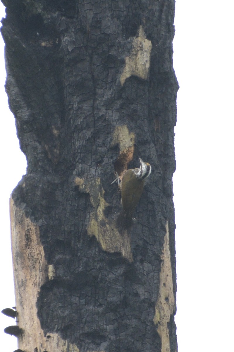 Golden-crowned Woodpecker - ML611755913