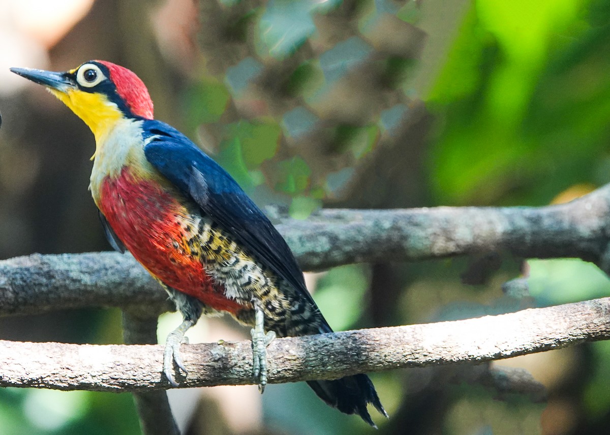 Yellow-fronted Woodpecker - ML611755923