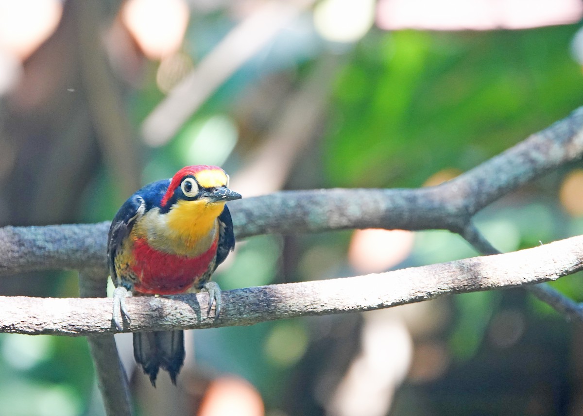 Yellow-fronted Woodpecker - ML611755924
