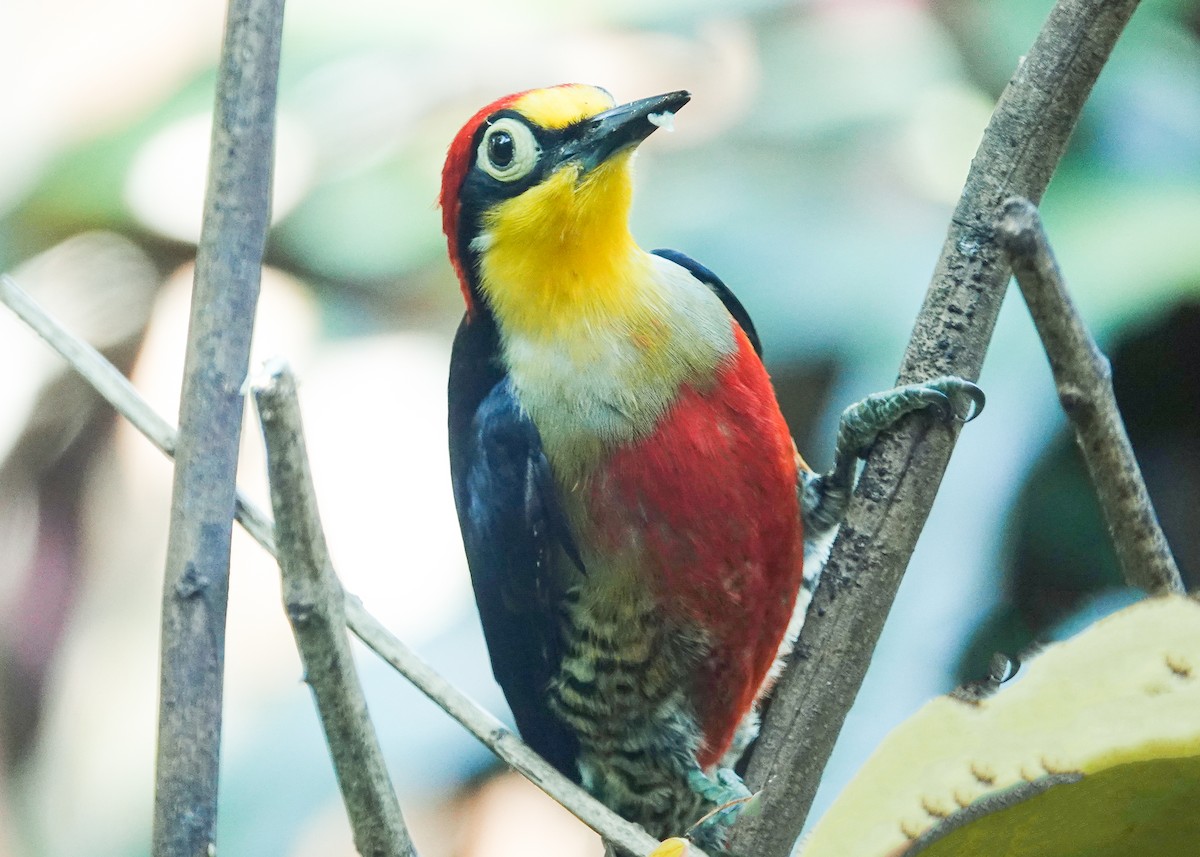 Yellow-fronted Woodpecker - ML611755925