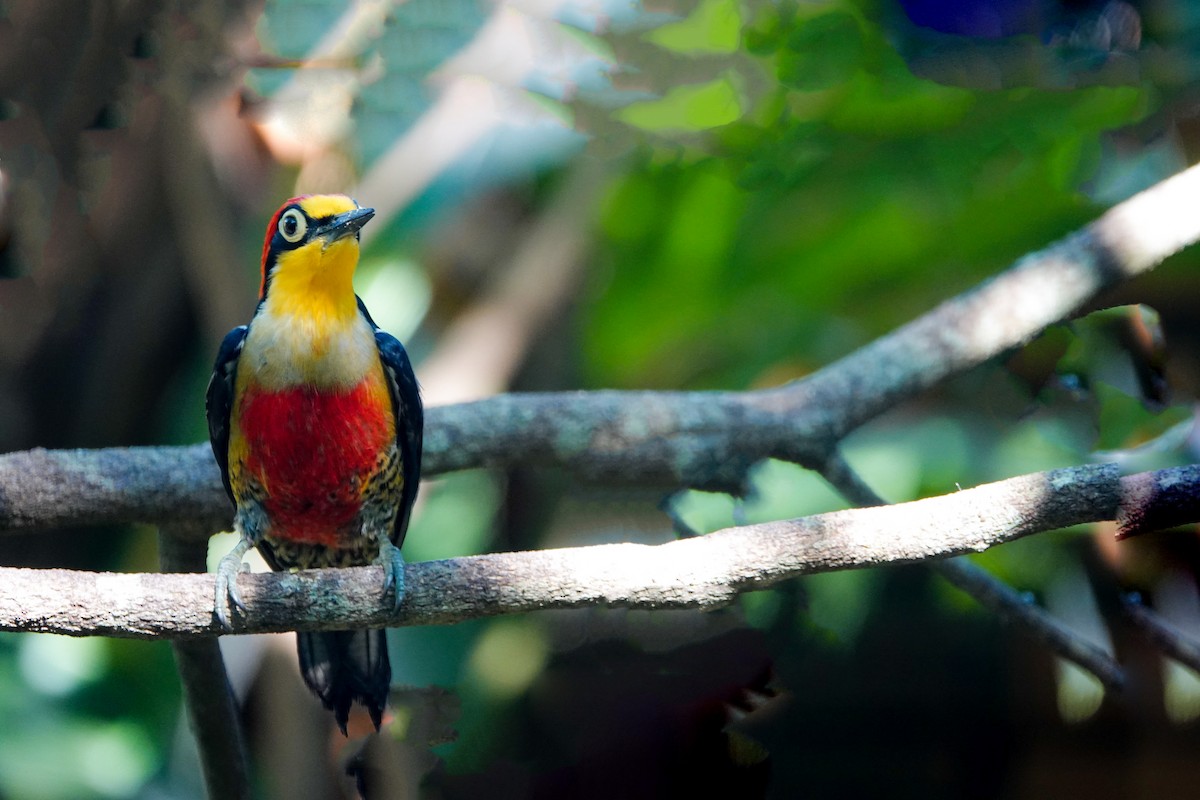 Yellow-fronted Woodpecker - Jenn Megyesi