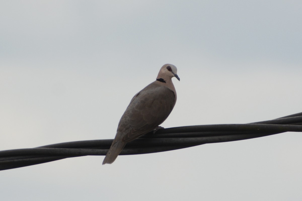 Red-eyed Dove - ML611755936