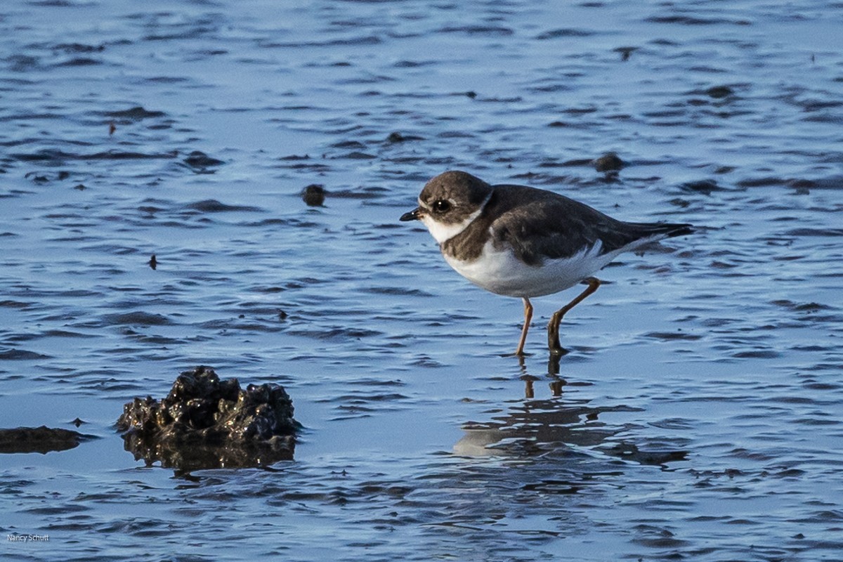 Semipalmated Plover - ML611756150