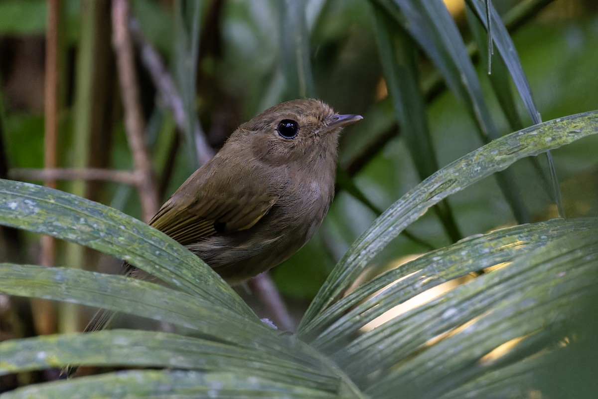 Brown-breasted Pygmy-Tyrant - ML611756183