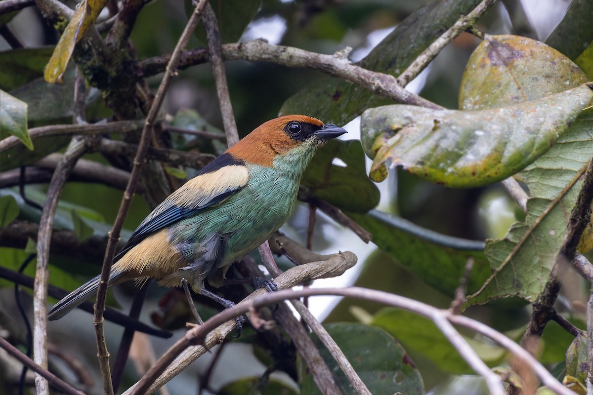 Black-backed Tanager - ML611756266