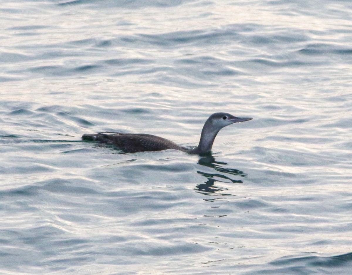 Ebird Checklist Dec Johnnie Mercer S Pier Species