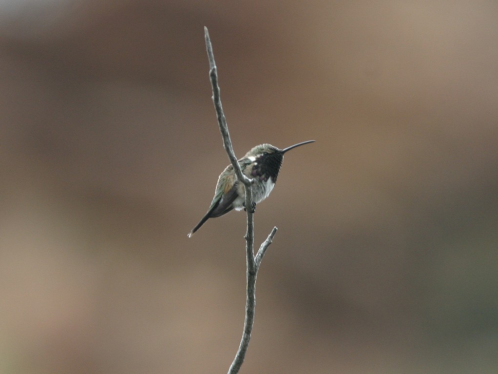 Lucifer Hummingbird - ML611756398