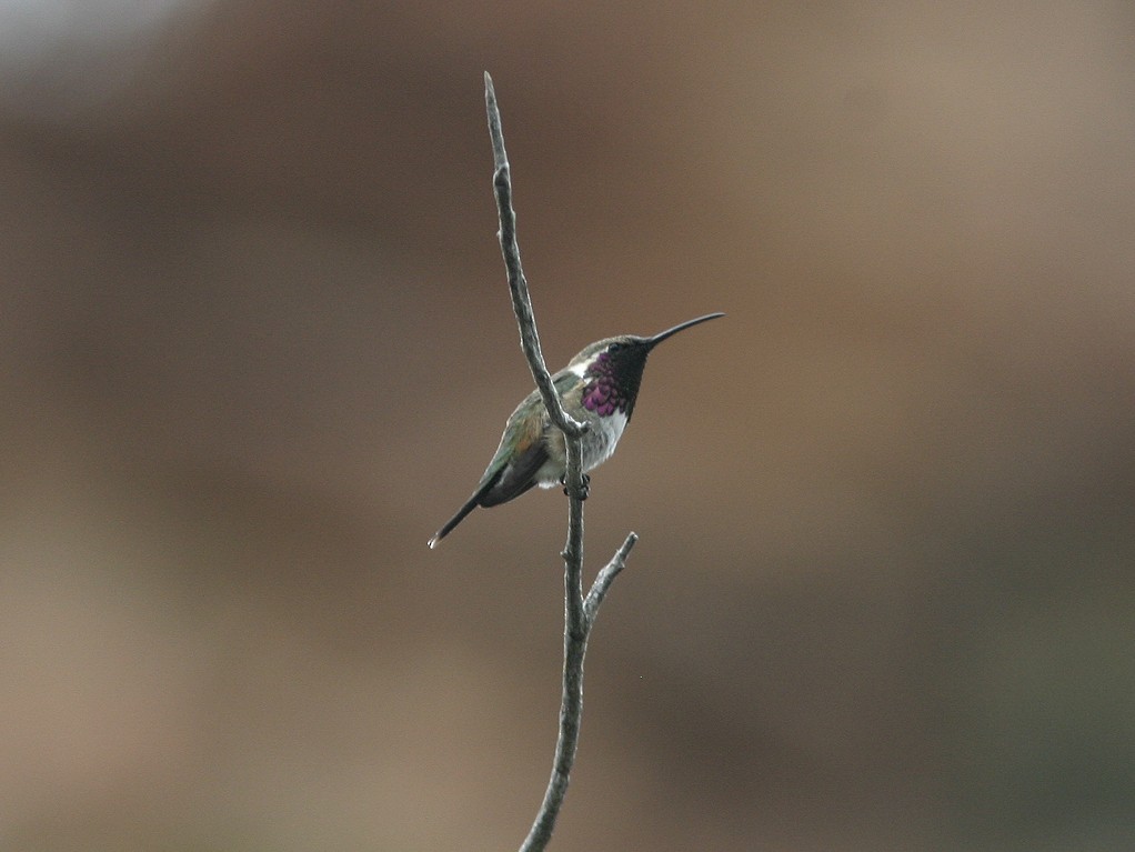 Lucifer Hummingbird - ML611756402