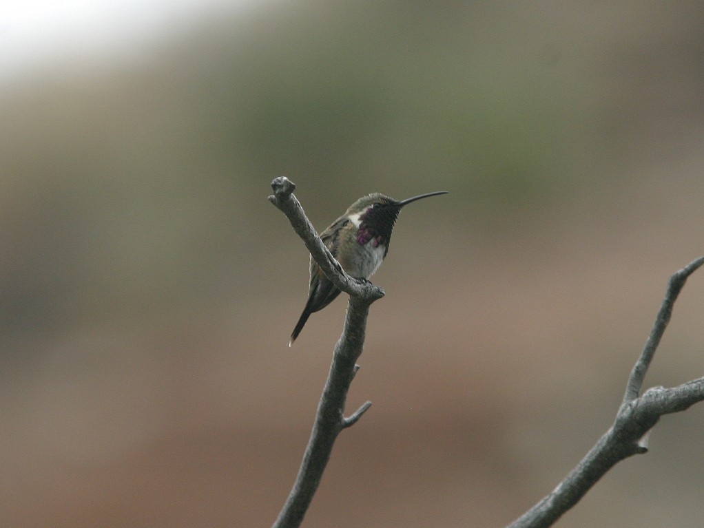 Lucifer Hummingbird - ML611756404