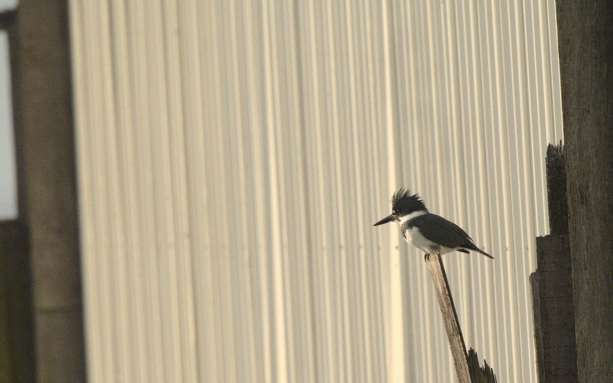 Belted Kingfisher - ML611756417