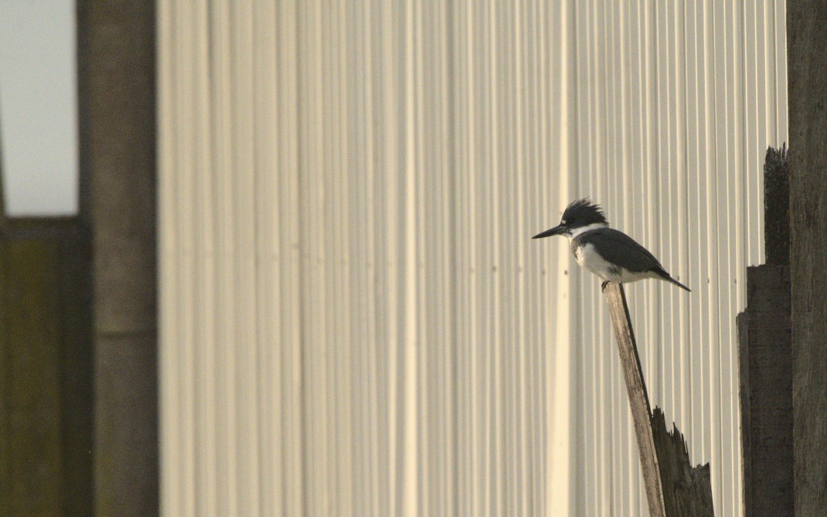Belted Kingfisher - ML611756418