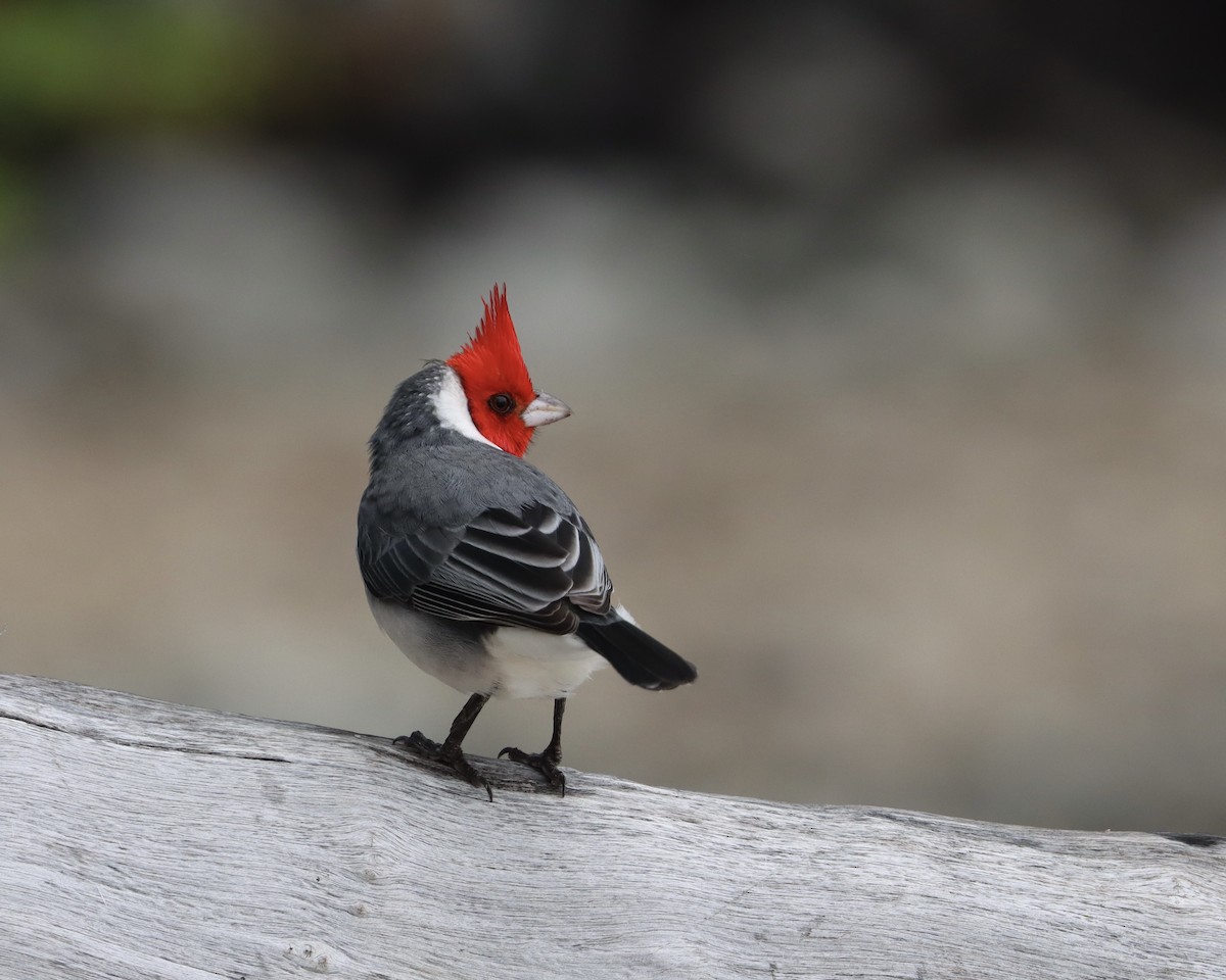 Red-crested Cardinal - ML611757136