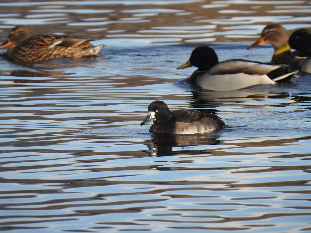Tufted Duck - ML611757320