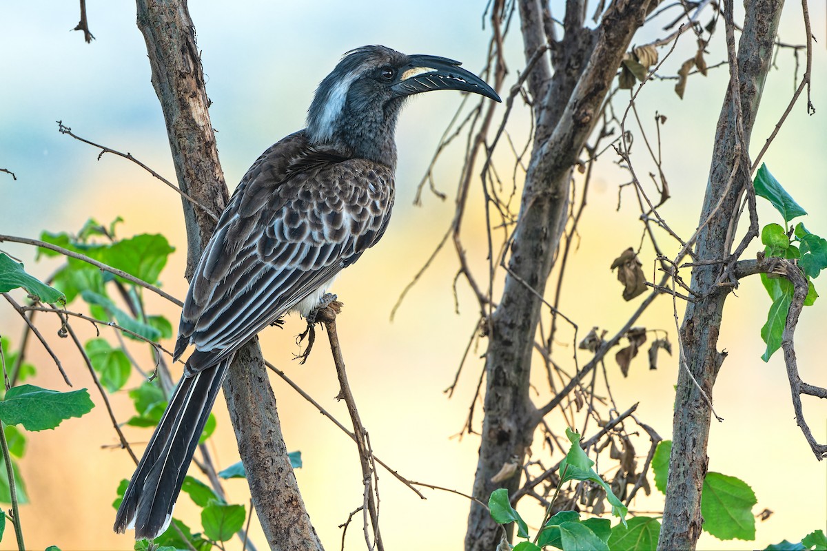 African Gray Hornbill - ML611757431