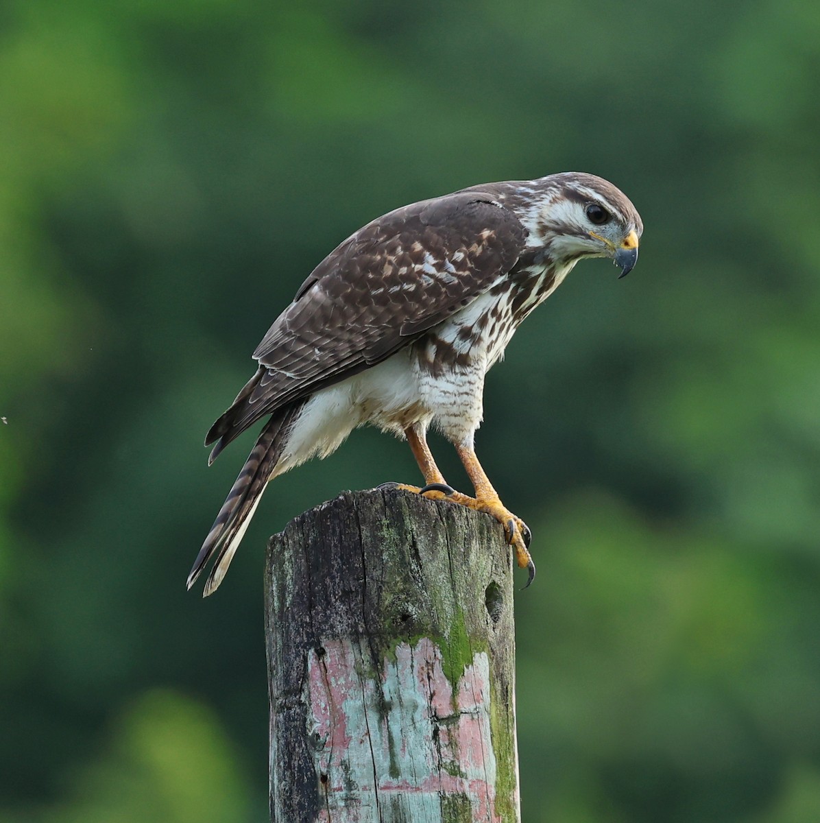 Gray Hawk - ML611757490