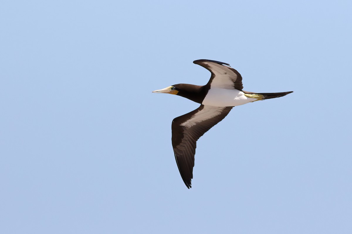 Brown Booby - ML611757917