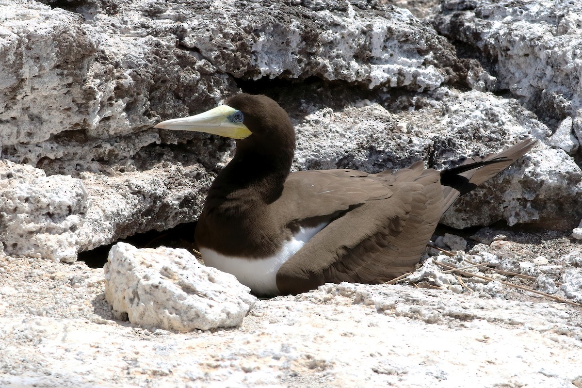 Brown Booby - ML611757918