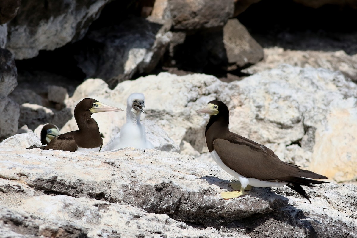 Brown Booby - ML611757919