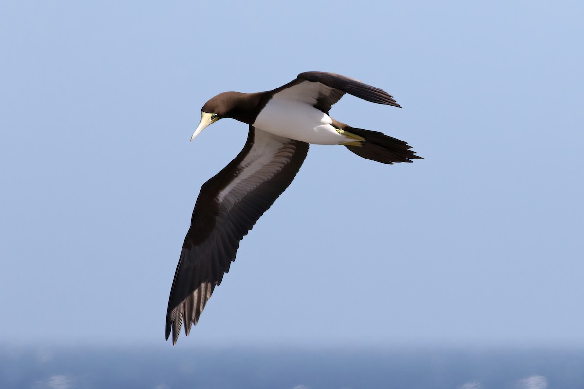 Brown Booby - ML611757920