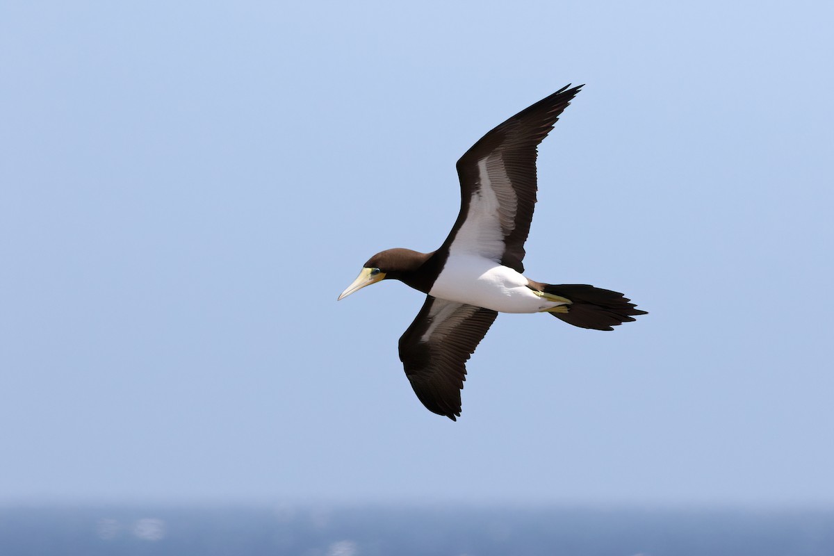 Brown Booby - ML611757921