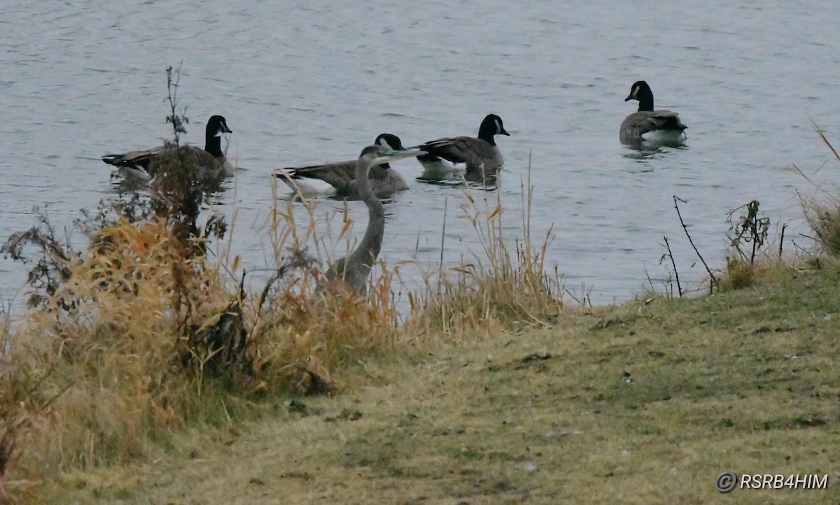 eBird Checklist - 1 Dec 2023 - Franklin Business Park Pond - 3 species