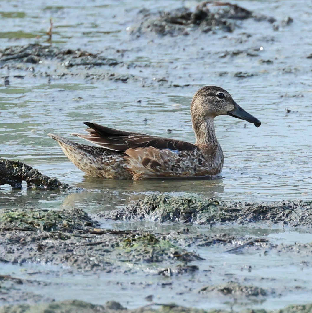 Blue-winged Teal - ML611758129