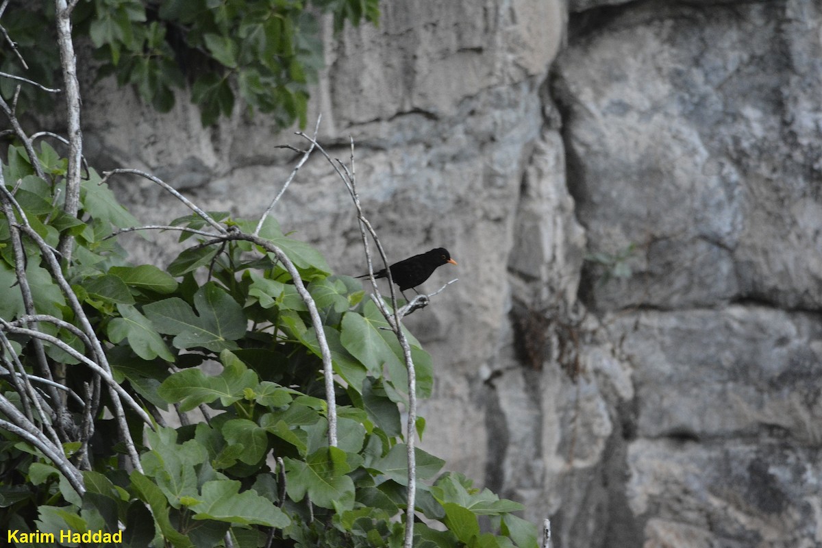 Eurasian Blackbird - ML611758223