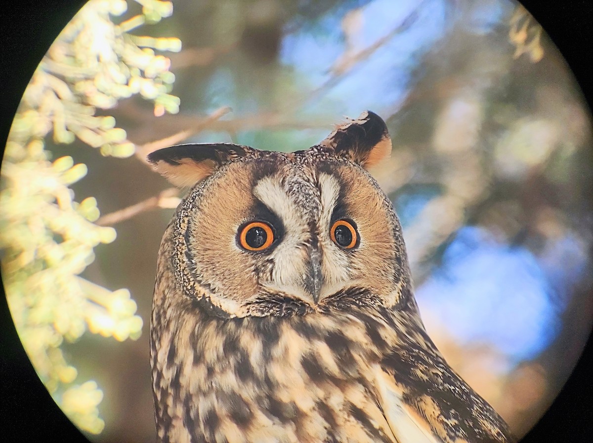 Long-eared Owl - ML611758247