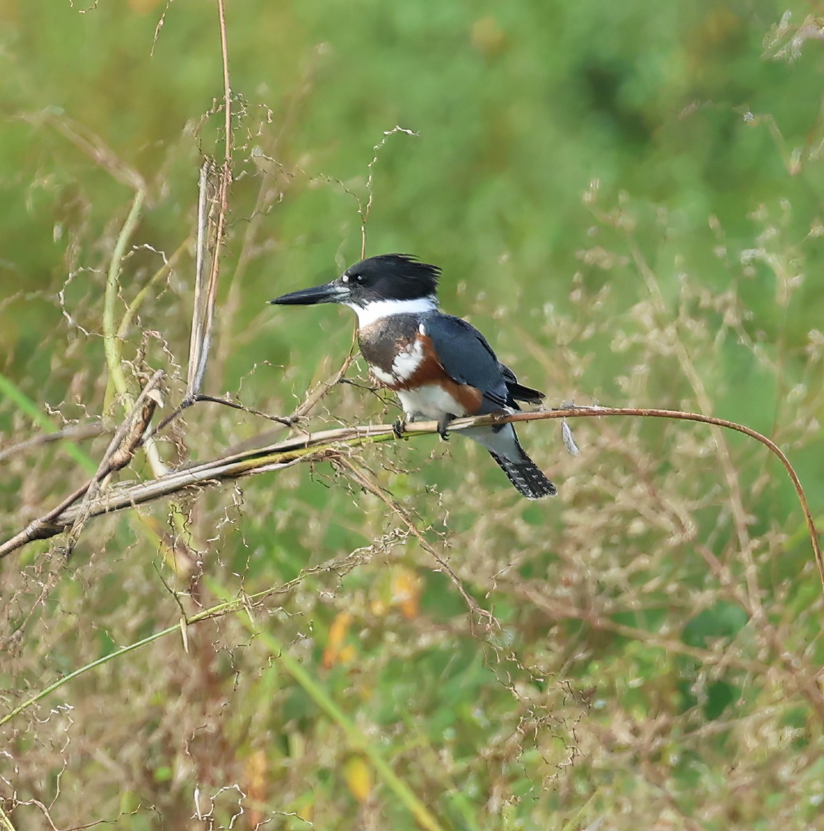 Belted Kingfisher - ML611758251