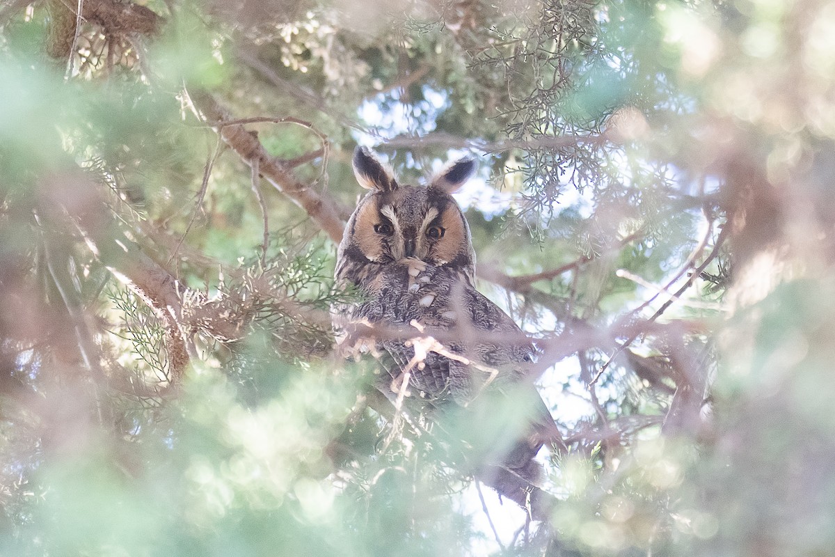 Long-eared Owl - ML611758271