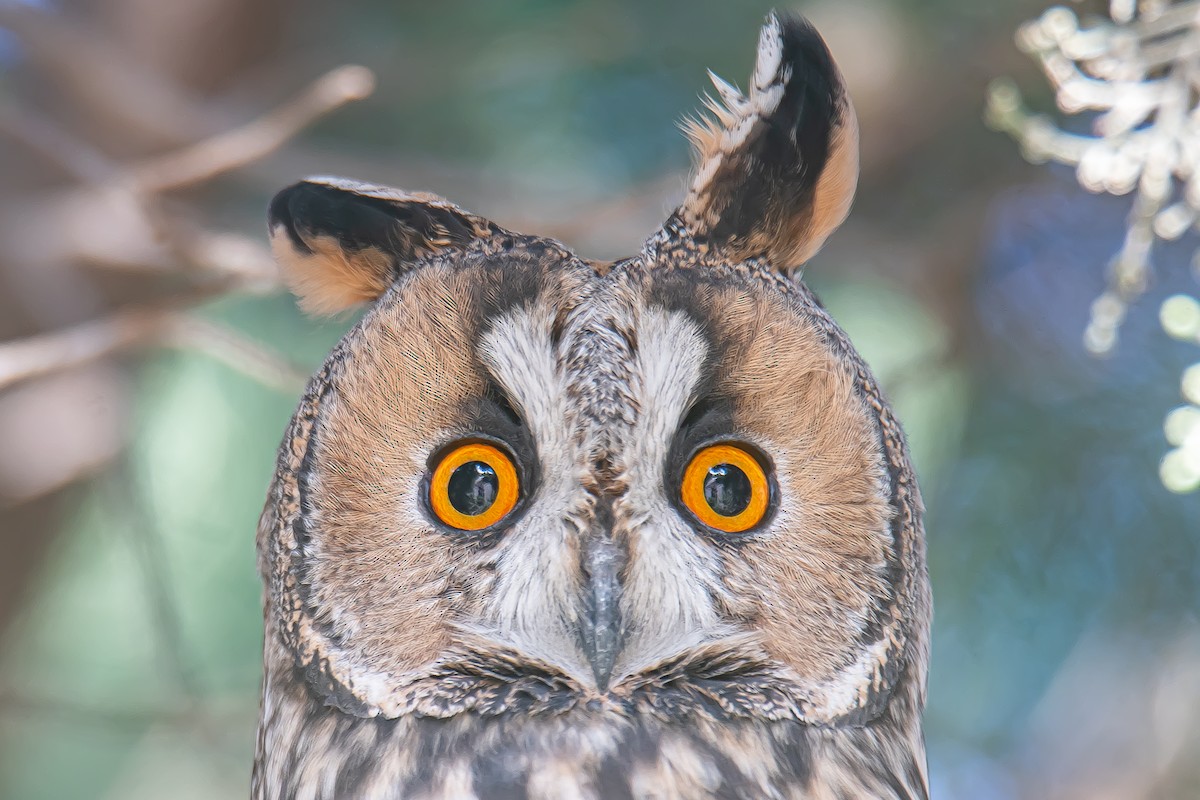 Long-eared Owl - ML611758274