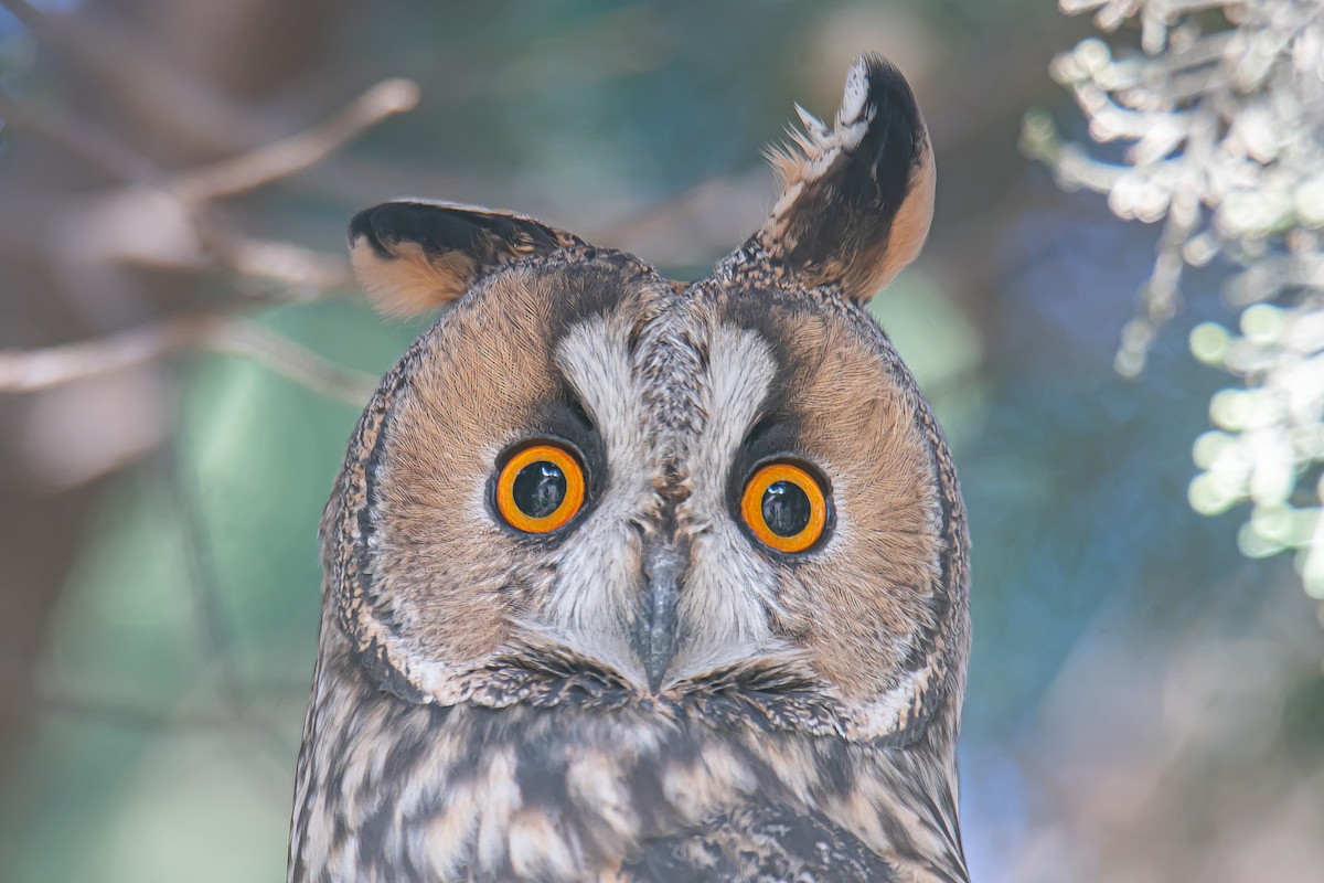Long-eared Owl - ML611758279