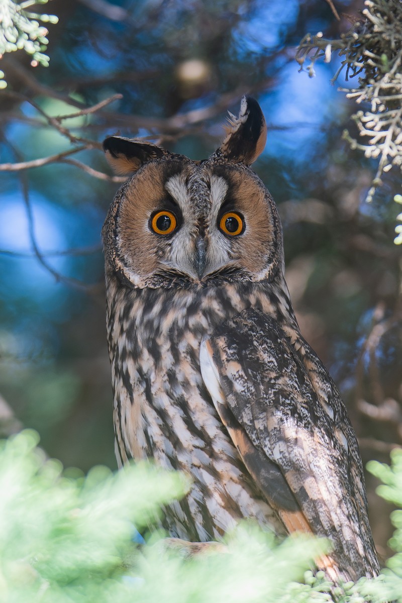 Long-eared Owl - ML611758280