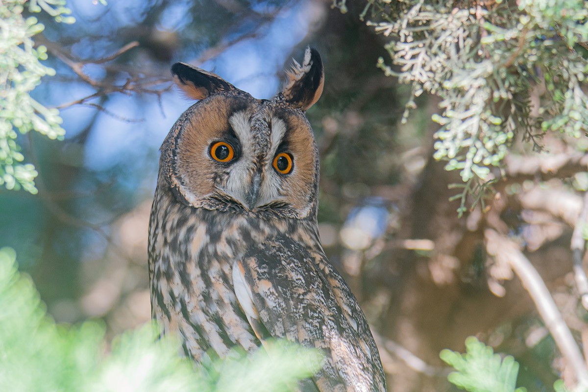 Long-eared Owl - ML611758283