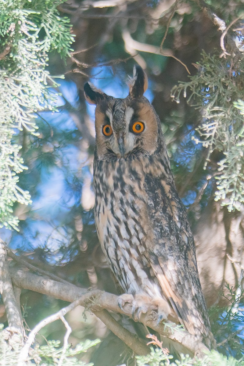 Long-eared Owl - ML611758284