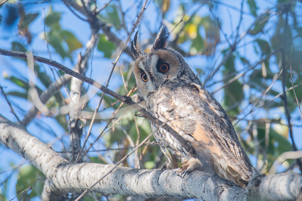 Long-eared Owl - ML611758285