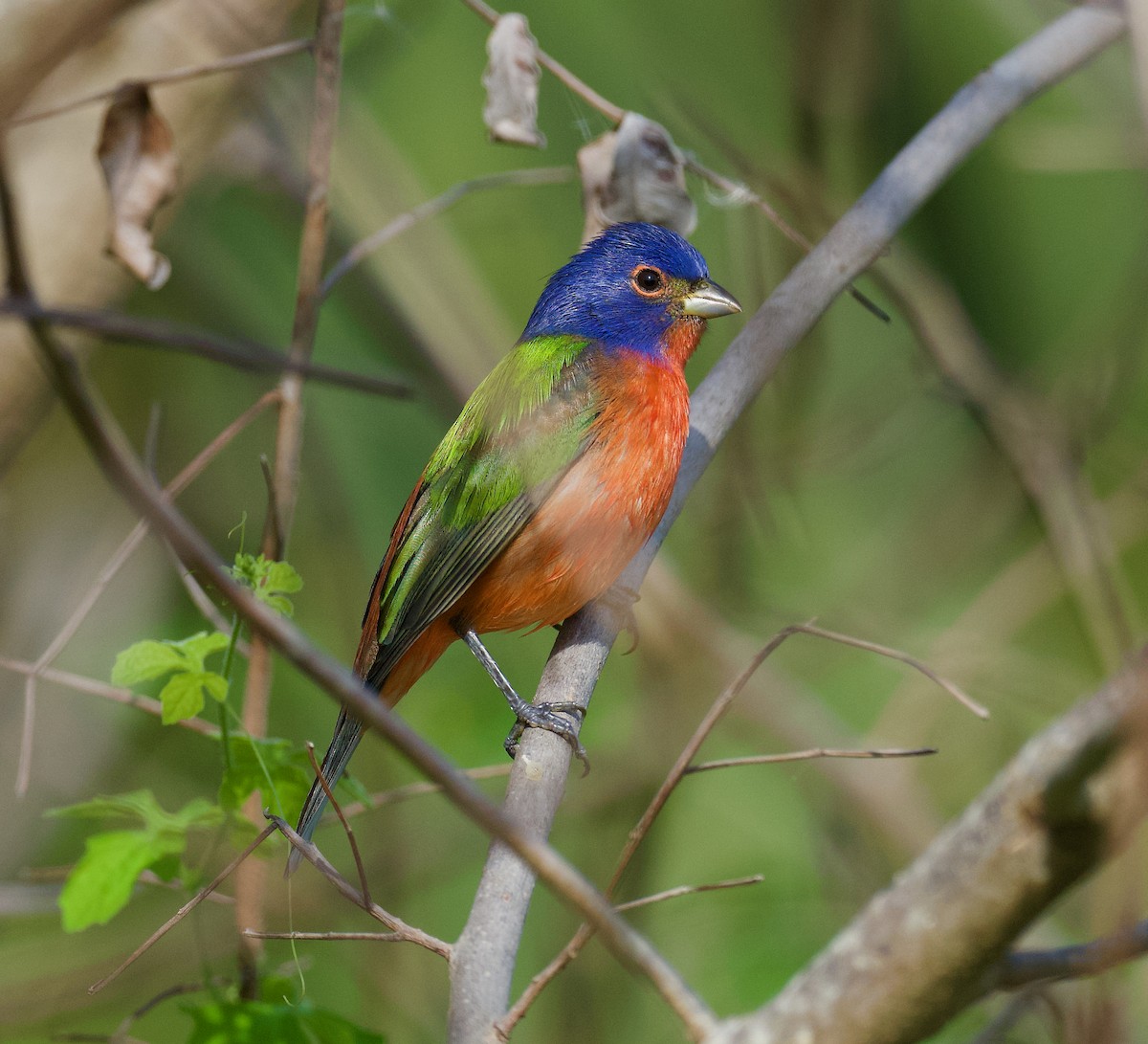 Painted Bunting - ML611758336